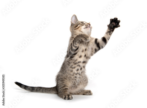 Cute tabby kitten jumping and playing