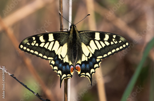 Swallow Tail
