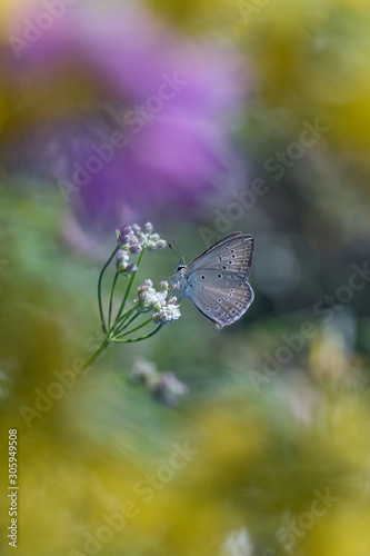 blue morpho butterfly on a flower