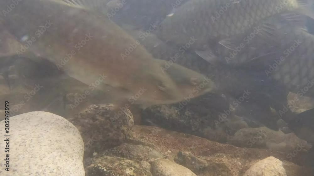 Soro brook carp or science name Neolissochilus stracheyi shoot under the water at Kiriwong village, Nakhon Sri thammarat, South of Thailand Soro brook carp or science name Neolissochilus stracheyi shoot under the water at Kiriwong village, Nakhon Sri thammarat, South of Thailand