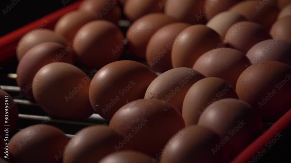 Egg production line in action on the chicken farm. eggs sorting in the factory. 4K. Egg production line in action on the chicken farm. eggs sorting in the factory. 4K.