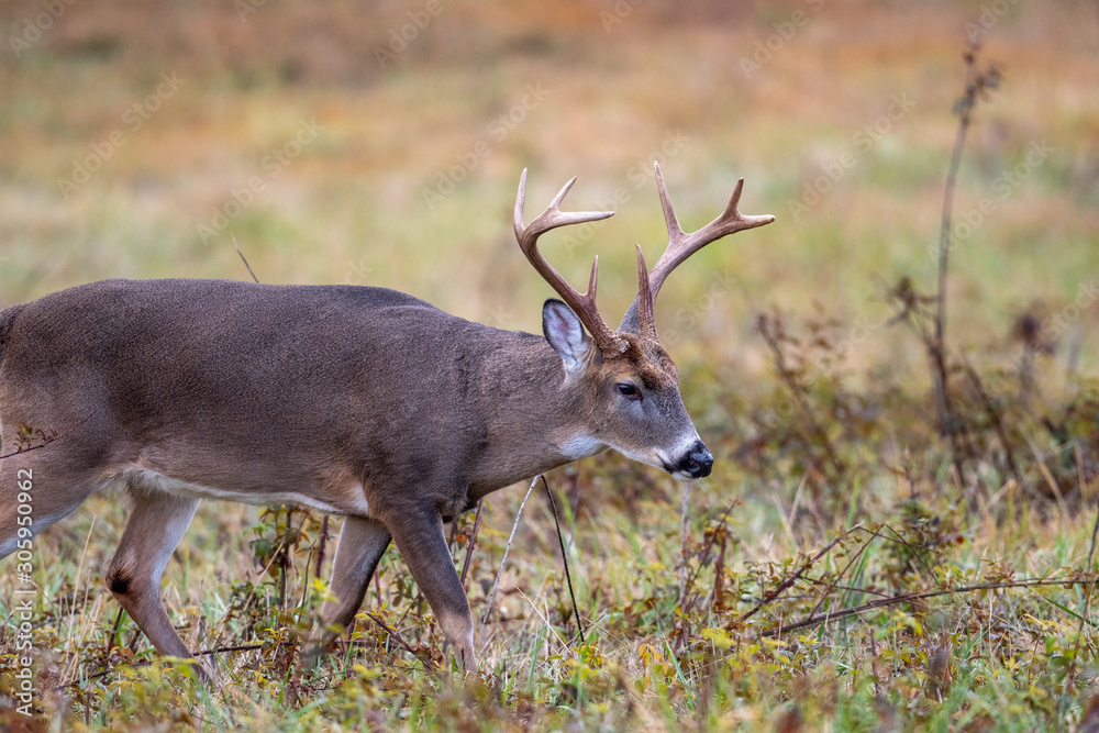 Large whitetailed deer buck