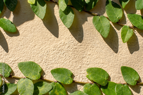 Wall climbing plant leaves and vine on cement wall making natural copy space frame.