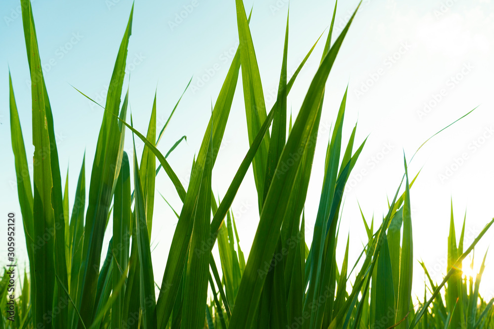 Obraz premium The top of the leek grass densely grows under the white light sky.