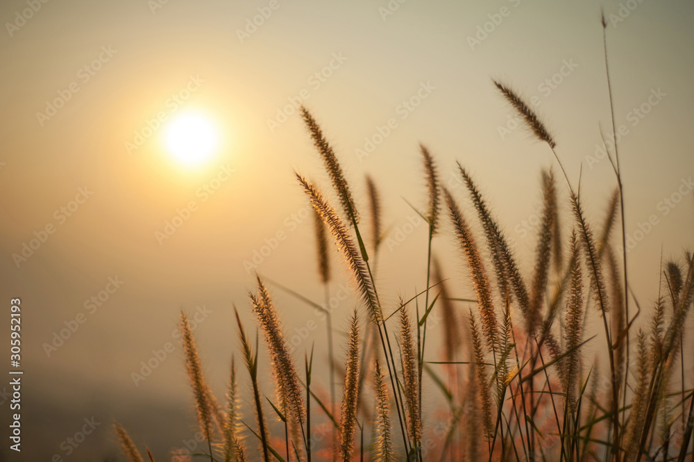 The flower of the grass with sunlight