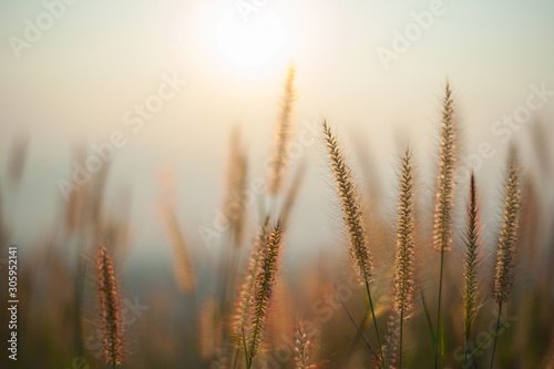 The flower of the grass with sunlight