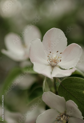 Spring flowering quince tree. Blooming apple tree  closeup photo taken in the afternoon.