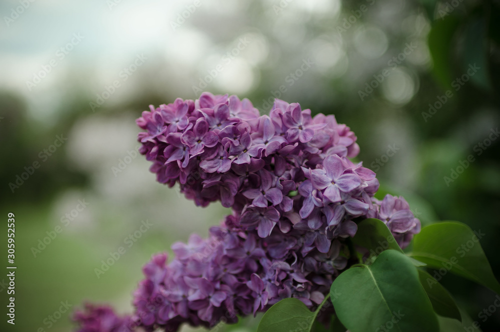 Lush flowering lilac bushes. Blooming lilac very beautiful rich color. Photo lilac closeup and on a blurred background. Lush flowering lilac bushes. Blooming lilac very beautiful rich color. Photo lilac closeup and on a blurred background.