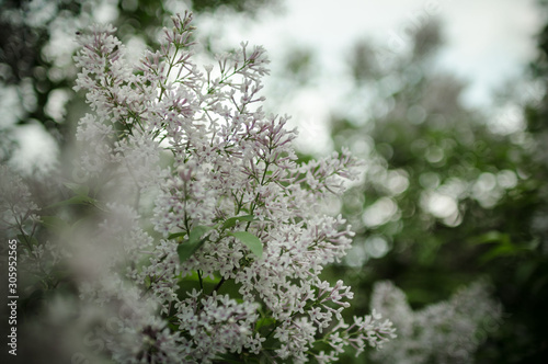 Lush flowering lilac bushes. Blooming lilac very beautiful rich color. Photo lilac closeup and on a blurred background. © Yuliya