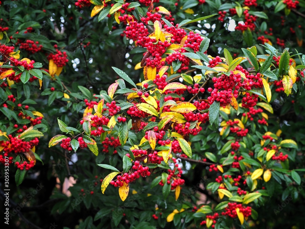 Cotoneaster Cotoneaster
