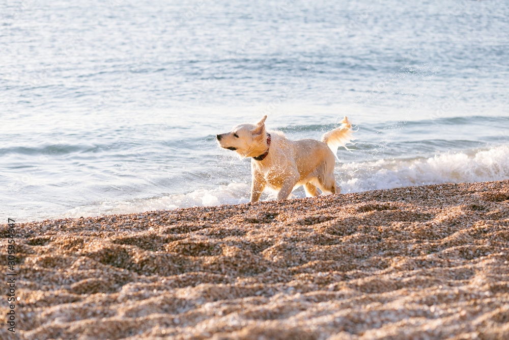 Young Labrador Retriever playing at the beach Young Labrador Retriever playing at the beach