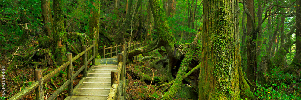 Rainforest path in Yakusugi Land on Yakushima Island, Japan Rainforest path in Yakusugi Land on Yakushima Island, Japan