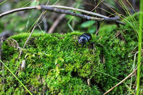  dung beetle on the moss