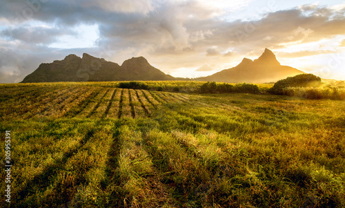 Photo Crops at sunset, Les Trois Mamelles, Mauritius