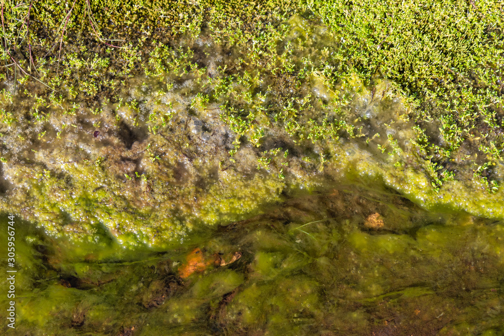 moss and algae in small stream closeup detail texture, green seagrass