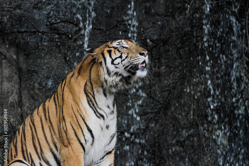 Close up tiger sitdown in front of the waterfall