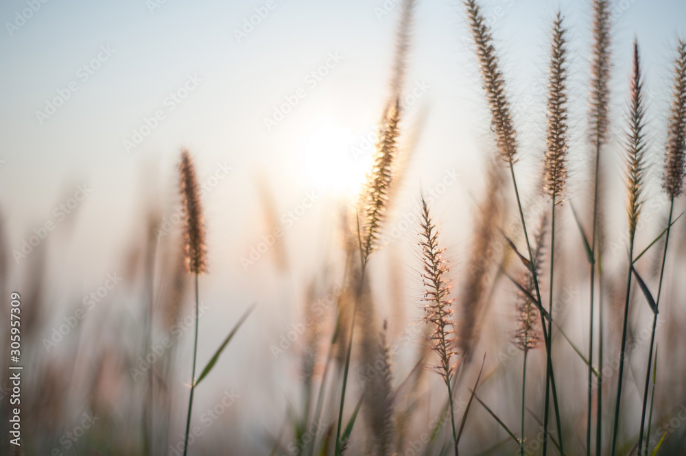 The flower of the grass with sunlight The flower of the grass with sunlight