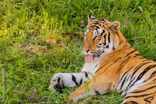 Fototapeta Naklejka Na Ścianę i Meble -  Bengal tiger enjoying in a green meadow