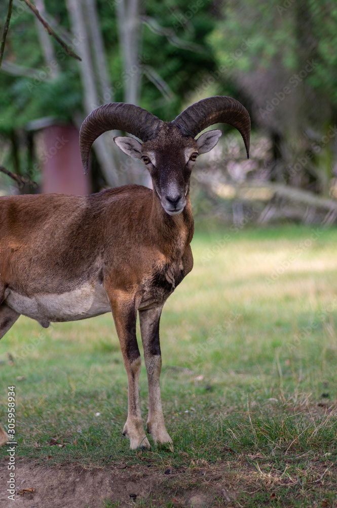 Wild mouflon sheep, one male grazing on pasture in daylight, green meadow, wild animals Wild mouflon sheep, one male grazing on pasture in daylight, green meadow, wild animals
