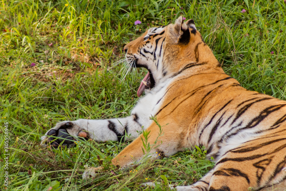 Fototapeta premium Bengal tiger enjoying in a green meadow