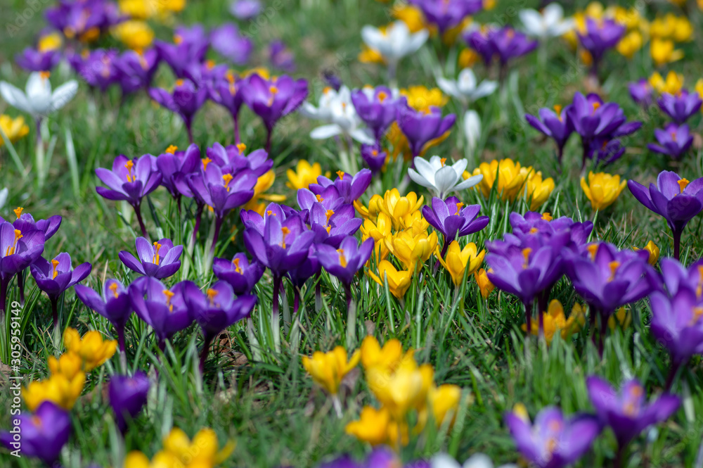 Field of flowering crocus vernus plants, group of bright colorful early spring flowers in bloom Field of flowering crocus vernus plants, group of bright colorful early spring flowers in bloom