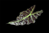 Leaf isolated on black background with clipping path