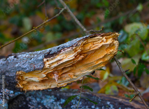 Billede på lærred Gebrochenen Ast im Herbst aus der Nähe fotografiert mit Sichtbare Maserung