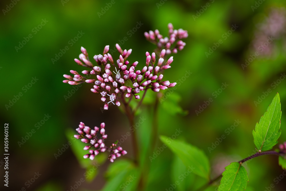flower flower