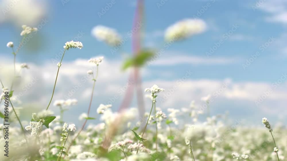 field of grass meadows and flowers and sky field of grass meadows and flowers and sky