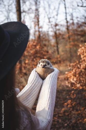 Fototapeta Naklejka Na Ścianę i Meble -  Hedgehog in the park