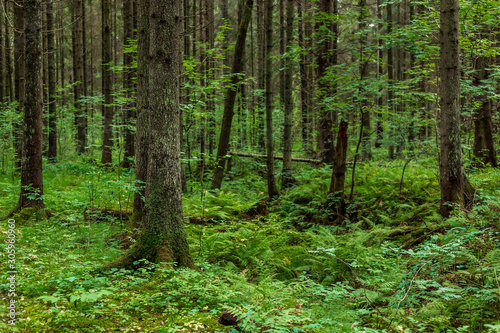 Wallpaper Mural Forest landscape with trunks of spruce trees Torontodigital.ca