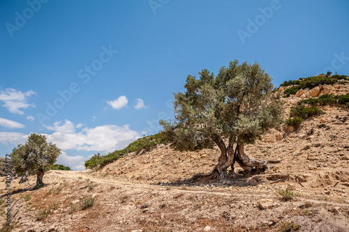 Tree on a hillside in Agio Farango Gorge.