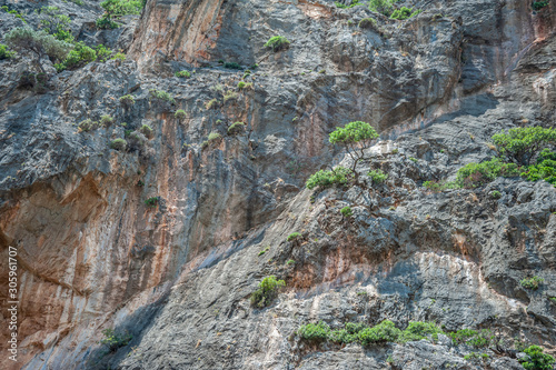 A tree on a rock in the Agio Farango gorge