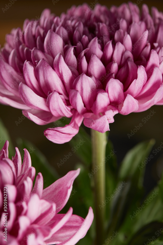 close up view of purple chrysanthemum flowers close up view of purple chrysanthemum flowers