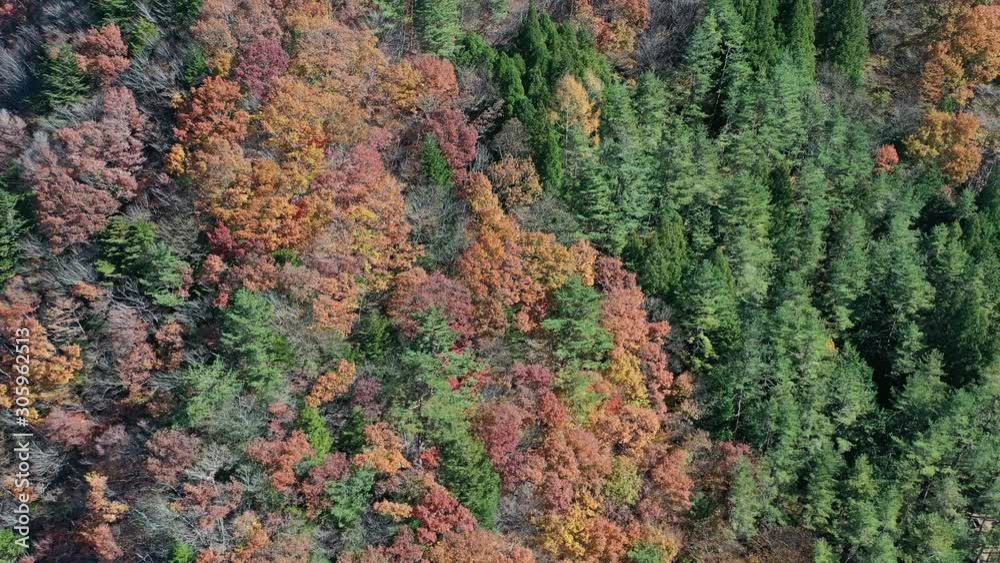 Aerial view of beautiful Japan autumn at Saiko lake with red leaves