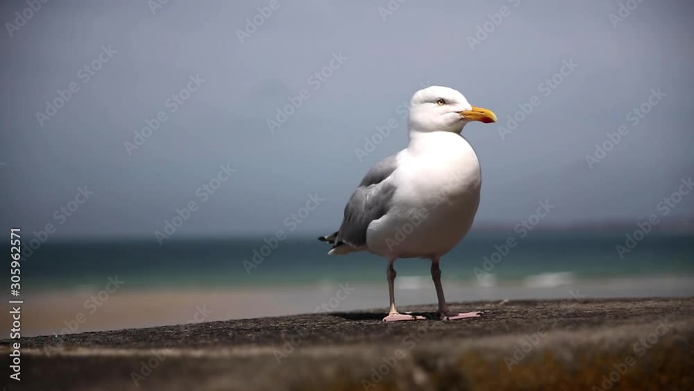 Seagull sitting on a wall in front of the beach, St. Malo , France Seagull sitting on a wall in front of the beach, St. Malo , France