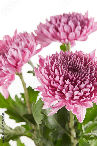 bouquet of purple chrysanthemum flowers with green leaves isolated on white