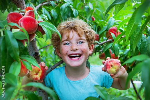 happy boy harvesting peaches in fruit garden, little kid picking and eating fresh ripe peach from tree on organic pick own fruit farm