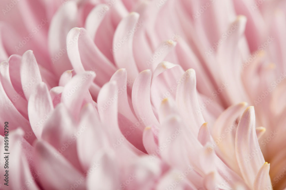 close up view of pink chrysanthemum petals