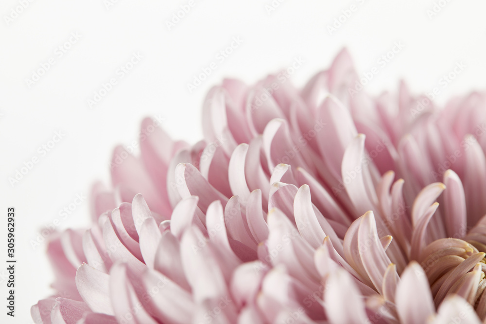 close up view of pink chrysanthemum isolated on white