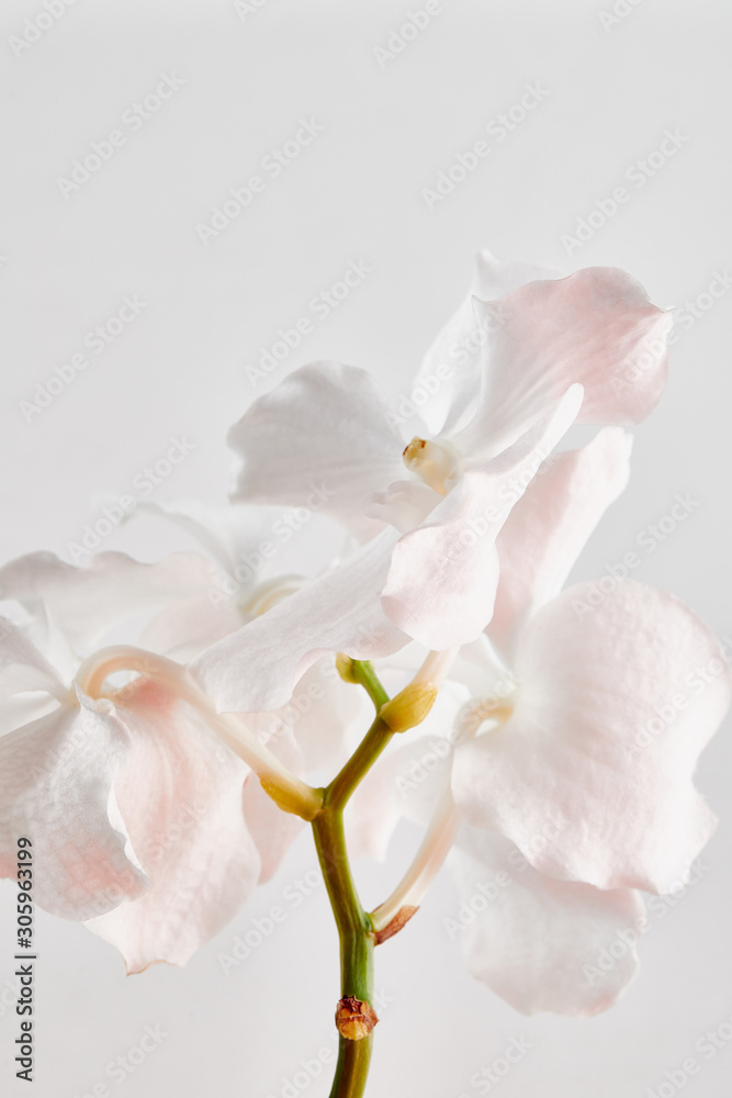 Obraz premium natural beautiful orchid flowers on branch isolated on white