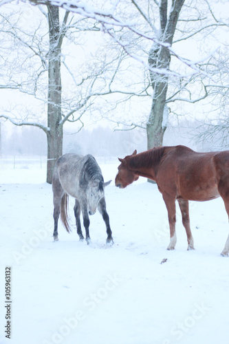 brown and grey horse