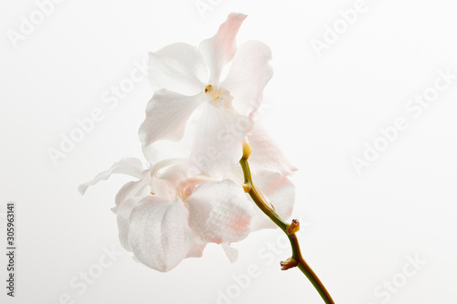 natural beautiful orchid flowers on branch isolated on white