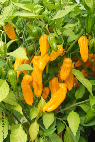 Hot Pepper Golden Ghost