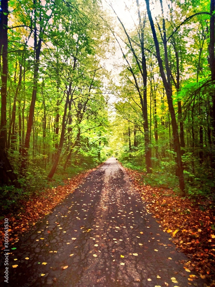 Obraz premium road in the forest