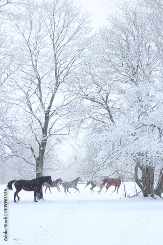 horses at winter © Iveta