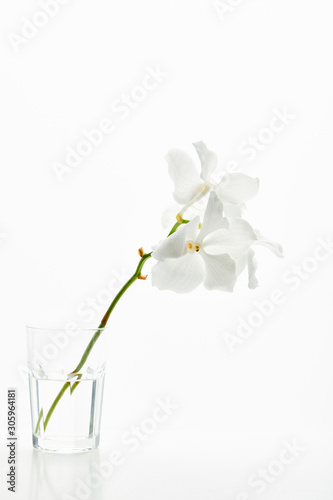 beautiful orchid flowers on branch in glass isolated on white