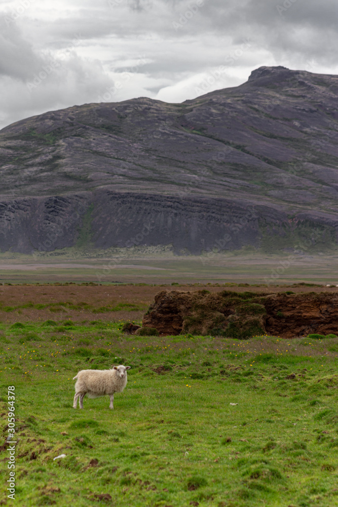 Obraz premium Lonely sheep on a grass meadow in front of high rocky mountains, 