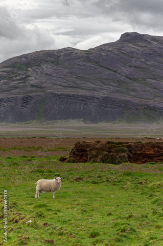 Lonely sheep on a grass meadow in front of high rocky mountains, 