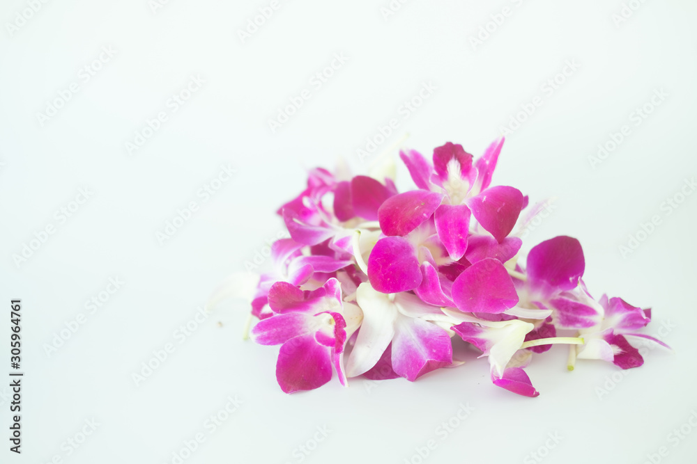 Violet orchid on white background Violet orchid on white background